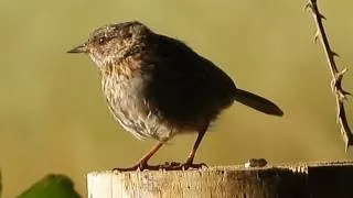 Thumbnail: Two beautiful Sunrises & a Dunnock