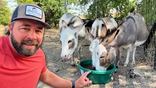 Thumbnail: They Need a Little Extra Boost in This Heat!