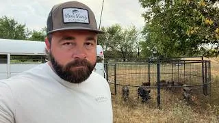 Thumbnail: How Are There so many pigs on This Property?