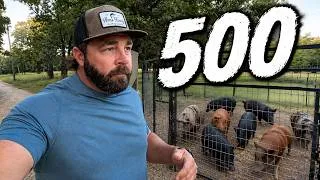 Thumbnail: 500 Wild Pigs Caught!
