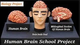 Thumbnail: How to make brain model