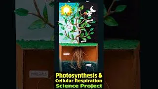 Thumbnail: Working model of Photosynthesis & Cellular Respiration