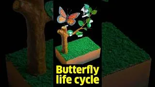 Thumbnail: Butterfly life cycle science project
