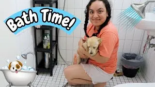 Thumbnail: Our Puppy's Grooming Routine!