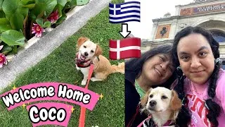 Thumbnail: We Adopted A Puppy From Greece! VLOG