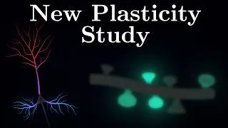 Thumbnail: Why Different Neuron Parts Learn Differently?