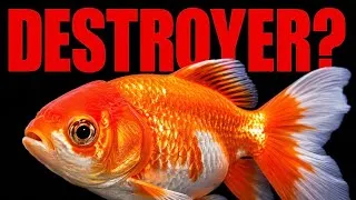 Thumbnail: 10 Fish That Will Destroy Your Aquarium