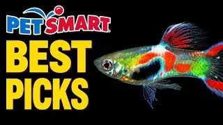 Thumbnail: The Best PetSmart Fish For Every Tank Size