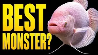 Thumbnail: Monster Fish Ranked From Worst to Best (Tier List)