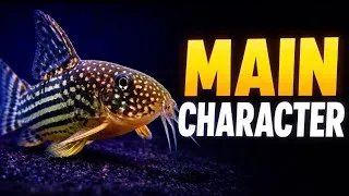 Thumbnail: 10 Bottom Dwellers That Make Other Fish Look Boring