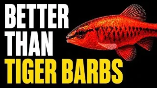 Thumbnail: Stop Buying Tiger Barbs (Get These Barbs Instead)
