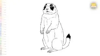 Thumbnail: Prairie dog drawings | Outline sketches | How to draw A Prairie dog step by step | #artjanag