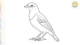 Thumbnail: Common Myna drawings | Birds drawing tutorial | How to draw A Common Myna bird step by step