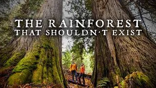 Thumbnail: The World's Rarest Rainforest Hidden in Plain Sight
