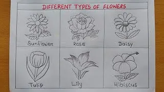 Thumbnail: Different types of Flowers drawing| Pencil drawing| 6 different types of Flowers drawing easy 