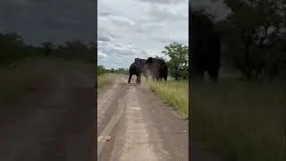 Thumbnail: elephant fight #shorts #shortvideo #animals #animalover#animalfacts #elephant #elephants #viral