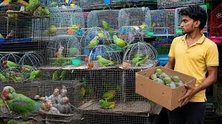 Thumbnail: Alexander Baby Parrot In Cheapest Price 2026 || सबसे सस्ता पहाड़ी तोते का बच्चा ले जाओ #parrotmarket