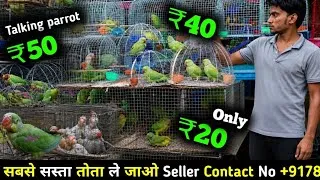 Thumbnail: All Cheapest Price Parrot In India 2026 || दुनिया का हर तोता सबसे सस्ता दाम में मिलेगा #parrotmarket