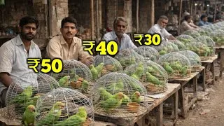 Thumbnail: Cheapest Price Parrot In Wholesale Price 2026 || Online Parrot Cash On Delivery 