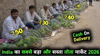 Thumbnail: Sabse Sasta Parrot Market 2026 || Parrot Only ₹50 Cash On Delivery #parrot 