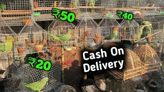 Thumbnail: Pahaadi Tota Only ₹50 Rupaye Mein Le Jao || Cheapest Price India Parrot Market 2026