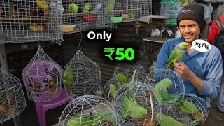 Thumbnail: बोलने वाला तोता मात्र ₹50 रुपए में ले जाओ || Cheapest Price Parrot In India 