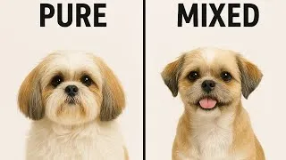 Thumbnail: 🐶 All About Shih Tzu Dog Breed | A to Z Full Information | ASD Pet Care