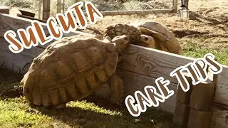 Thumbnail: "Exotic Pets in India | Sulcata Tortoise Special Care Tips"Sulcata tortoise enclosure"