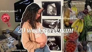 Thumbnail: PREGNANCY UPDATE: 20 week anatomy checkup | second trimester symptoms | gender confirmation!