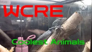 Thumbnail: BIGGEST Reptile Expo in Western Canada | WCRE Reptile Expo 