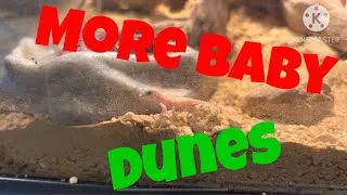 Thumbnail: Picking Up More DUNE GECKOS!!! | Reptile Pickups