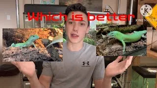 Thumbnail: Emerald Tree Skink VS Keeled Lizard | Which is a Better Pet