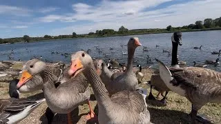 Thumbnail: Curious Hungry Geese Get Fed! *CUTE*