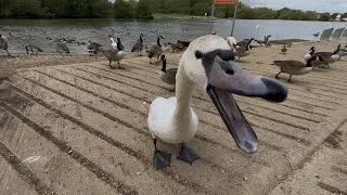 Thumbnail: Angry Swan Wants All The Food! Cute Birds Get Fed! (Swan Bites!)