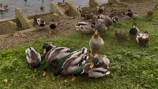 Thumbnail: Happy Ducks, Happy Life