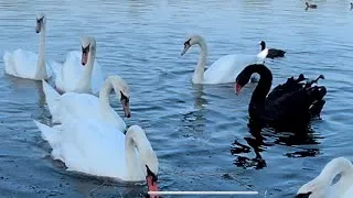 Thumbnail: Have You Seen a Black Swan?