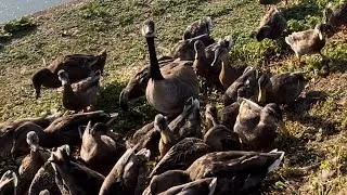 Thumbnail: Happy Ducks, Happy Goose, Happy Life 4K