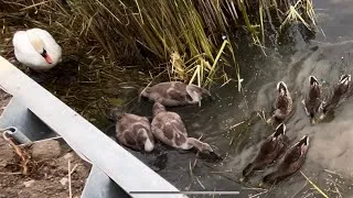 Thumbnail: Swan Family + Ducks Devour Food