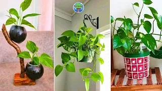 Thumbnail: Simple Money Plant Decor Tricks to Instantly BOOST Your Home's Style