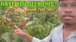 Thumbnail: Did You Know the Name of This Tree? 🌳🤔 | Can You Guess It?