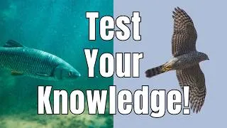 Thumbnail: Most People Can't Answer These 20 Wildlife Questions Correctly...