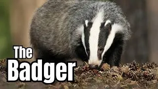 Thumbnail: Did You Know These Facts About Badgers?