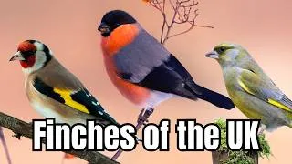 Thumbnail: How to Identify the UK's Most Common Finches