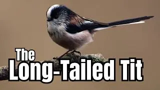 Thumbnail: Did You Know These Long-Tailed Tit Facts?