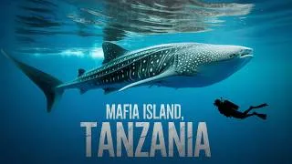 Thumbnail: Mafia Island, Tanzania — I Wasn’t Ready for This…