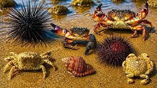 Thumbnail: Ocean foraging sea urchin and everything is crab