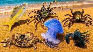 Thumbnail: Finding Rare Colorful Coastal Crabs in Hidden Rock Pools