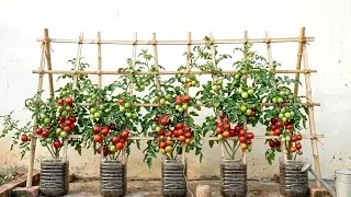 Thumbnail: Easy Tomato Growing Secret: Massive Harvest in Recycled Oil Jugs!