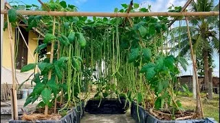 Thumbnail: Growing Long Beans is SO Easy - Using Discarded Fruit Baskets