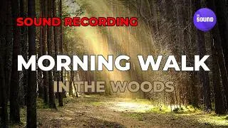 Thumbnail: Healing sound in the woods in the morning